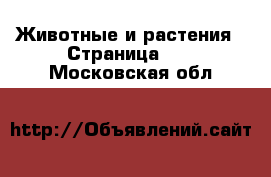  Животные и растения - Страница 11 . Московская обл.